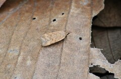 Dichomeris ventrellus