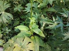 Saussurea parviflora