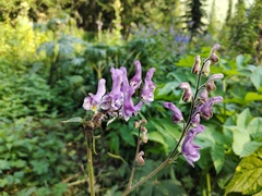 Aconitum septentrionale