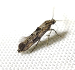 Epermenia albapunctella
