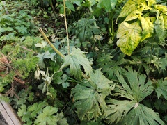 Aconitum septentrionale