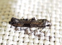 Epermenia albapunctella