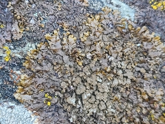 Xanthoparmelia loxodes