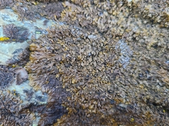 Xanthoparmelia loxodes