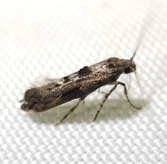 Epermenia albapunctella