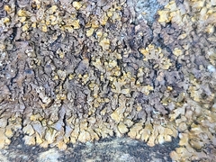 Xanthoparmelia loxodes