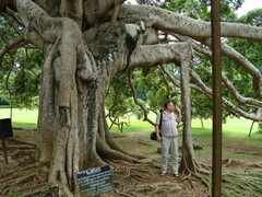 Ficus benghalensis