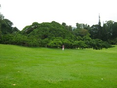 Ficus benghalensis