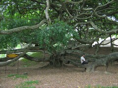 Ficus benghalensis
