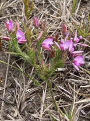 Polygala meridionalis