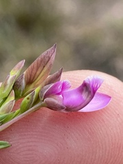 Polygala meridionalis