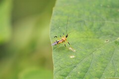 Cosmolestes annulipes