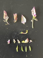 Polygala meridionalis