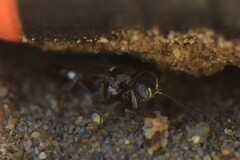 Alysson spinosus
