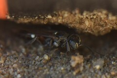 Alysson spinosus