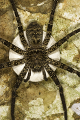 Heteropoda variegata