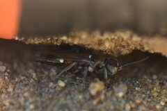 Alysson spinosus