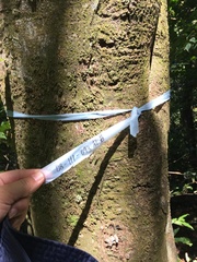 Elaeocarpus decipiens