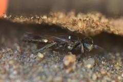 Alysson spinosus