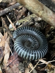 Acladocricus