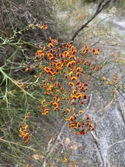 Daviesia flexuosa
