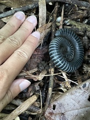 Acladocricus