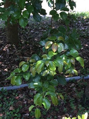 Cinnamomum micranthum