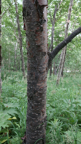 Betula × avatshensis