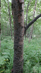 Betula × avatshensis