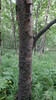 Betula × avatshensis - Photo (c) Евгений Линник, some rights reserved (CC BY-NC), uploaded by Евгений Линник