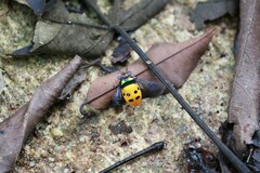 Graptophara reynaudii