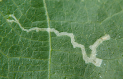 Phytomyza horticola