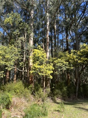 Acacia dealbata dealbata