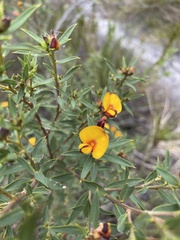 Pultenaea reticulata
