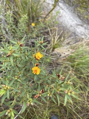 Pultenaea reticulata