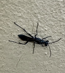 Chalybion bengalense