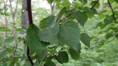 Betula × avatshensis
