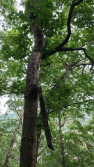 Betula × avatshensis