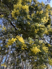 Acacia dealbata dealbata