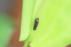 Considia nitidula