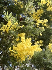 Acacia dealbata dealbata