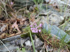Allium rubens