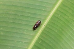 Considia nitidula