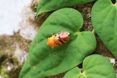 Gynopygoplax submaculata