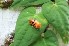 Gynopygoplax submaculata