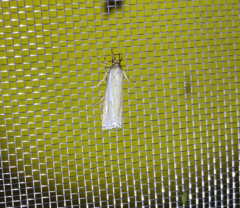 Xanthocrambus lucellus