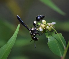 Zethus spinipes variegatus