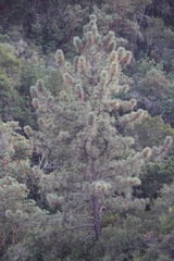 Pinus coulteri
