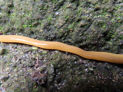Bipalium nobile