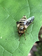 Goniops chrysocoma